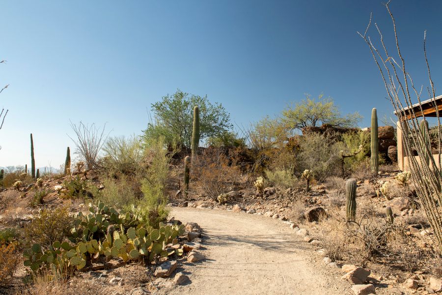 Arizona-Sonora Desert Museum, Tucson_credit Pedro J. Berruecos