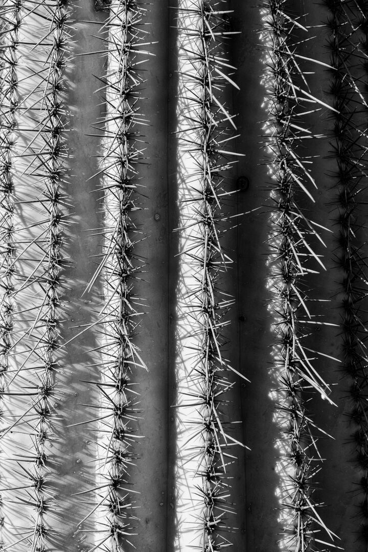 Arizona-Sonora Desert Museum