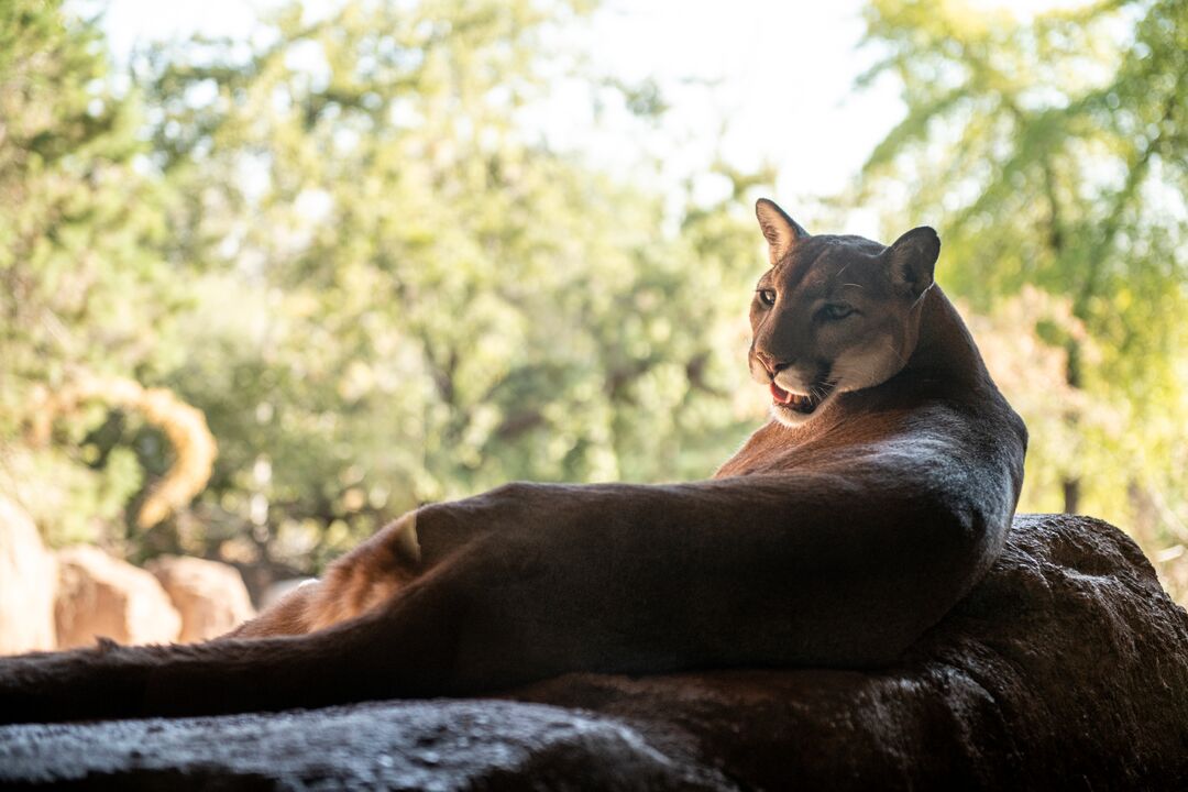 Arizona-Sonora Desert Museum