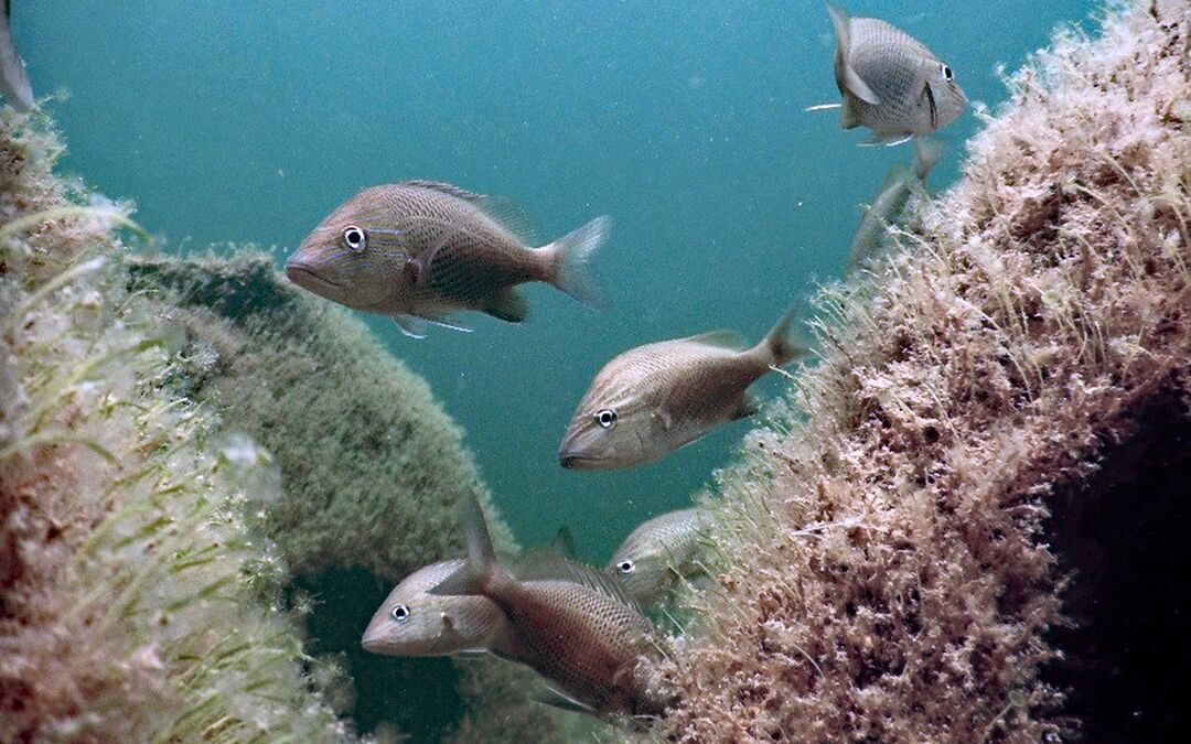 Reefballs under 7 months white grunts