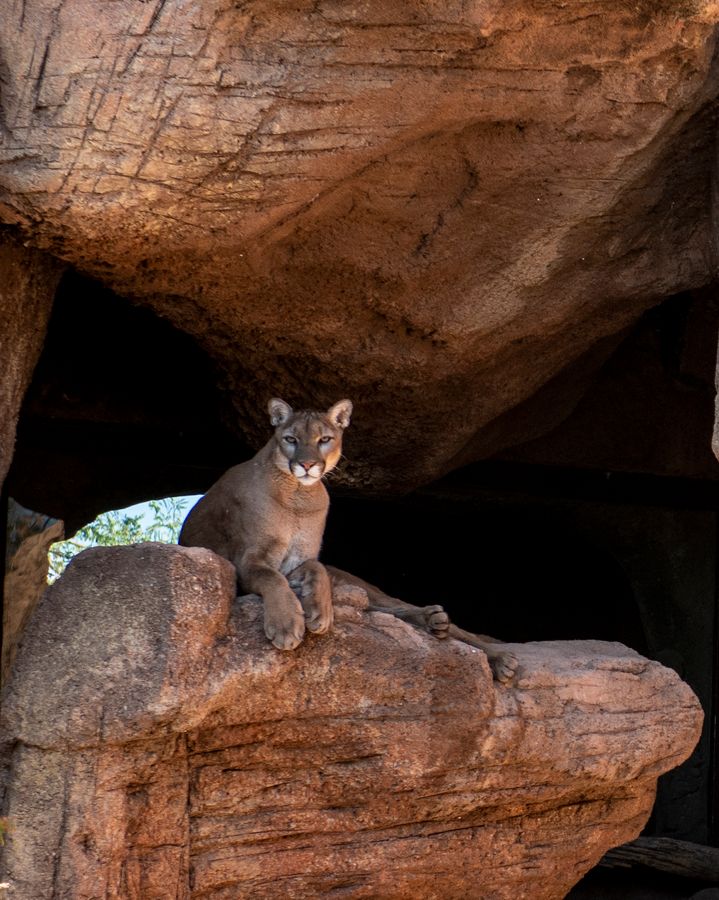 Arizona-Sonora Desert Museum, Tucson_credit Pedro J. Berruecos