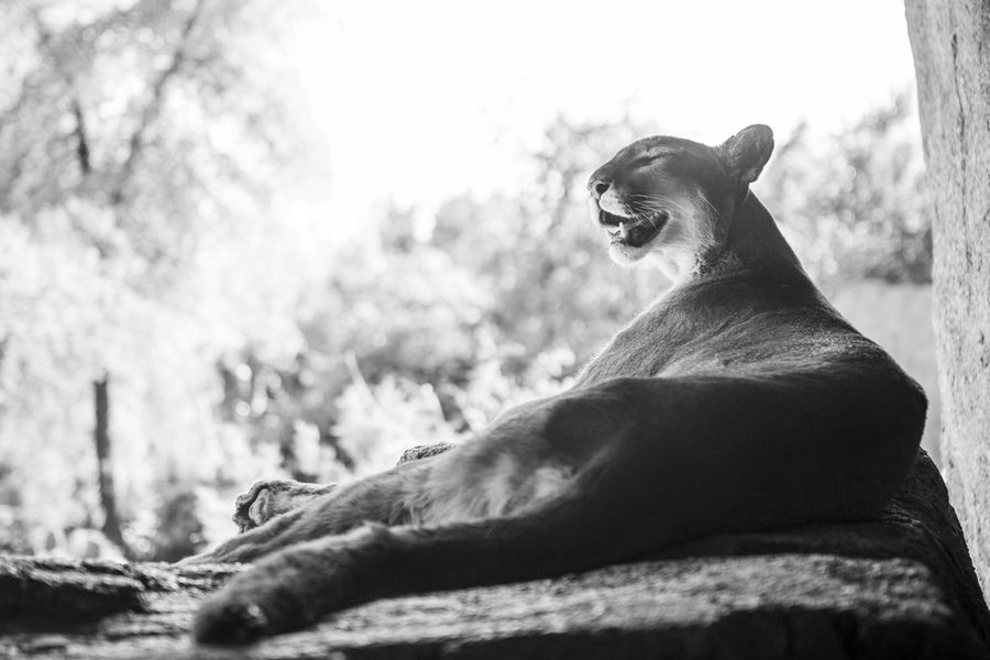 Arizona-Sonora Desert Museum, Tucson_credit Pedro J. Berruecos