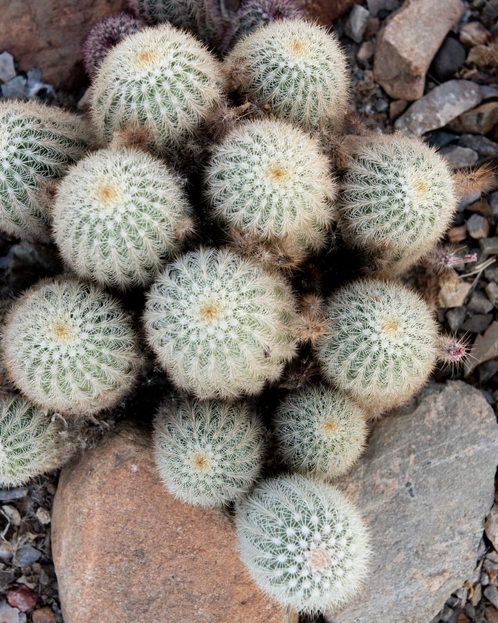 Arizona-Sonora Desert Museum