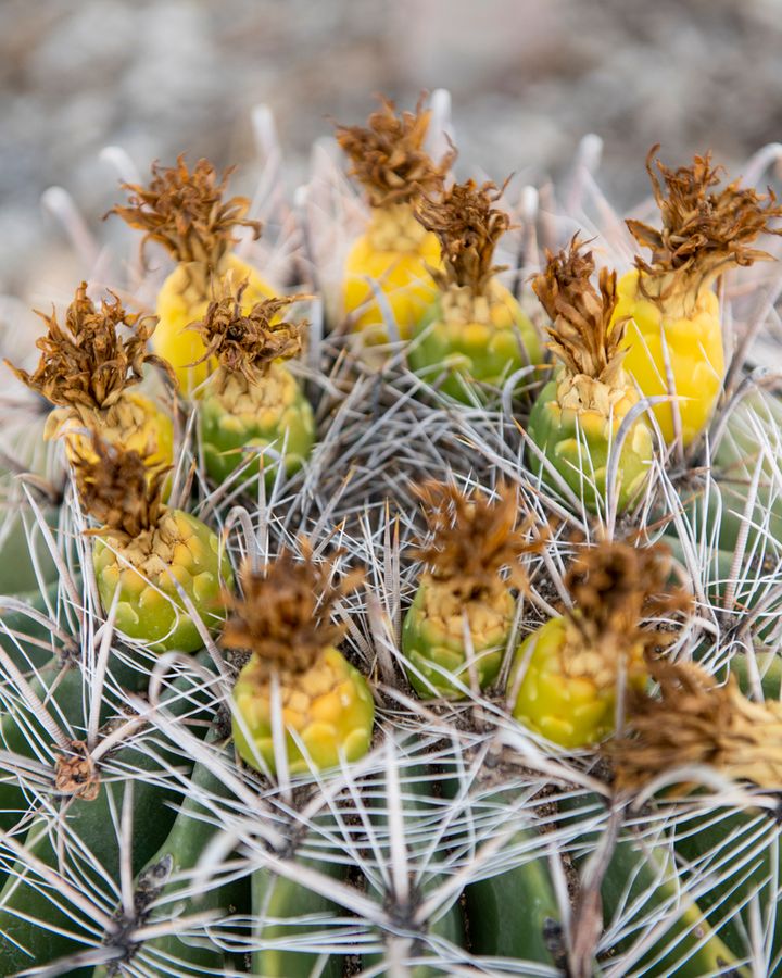 Arizona-Sonora Desert Museum