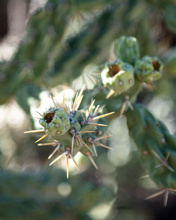 Arizona-Sonora Desert Museum