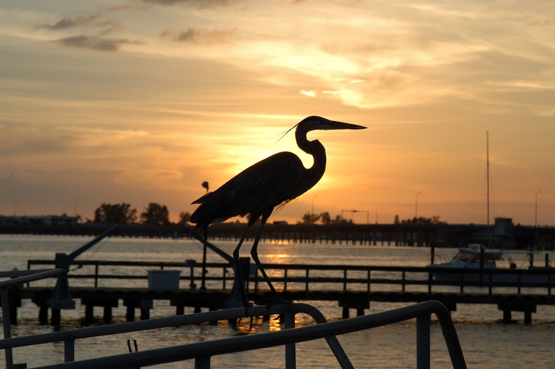 Pelican