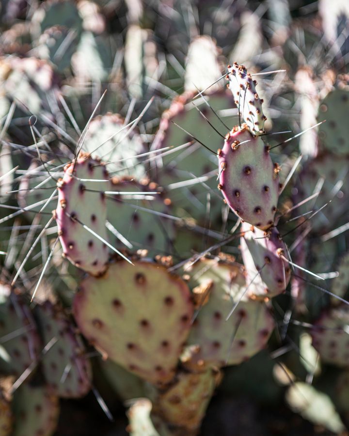 Arizona-Sonora Desert Museum