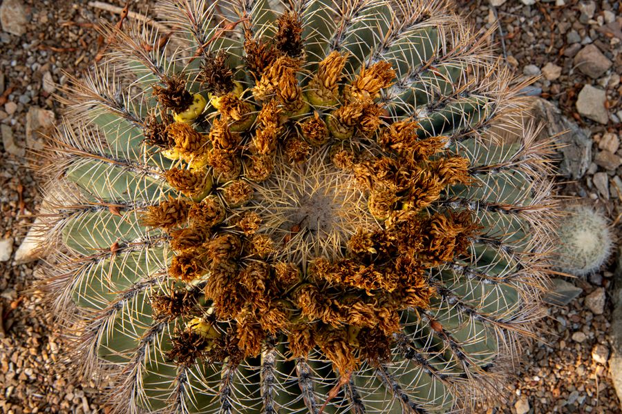 Arizona-Sonora Desert Museum