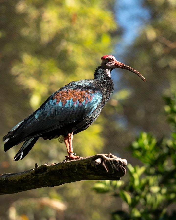 Reid Park Zoo, Tucson_credit Enrique Noriega