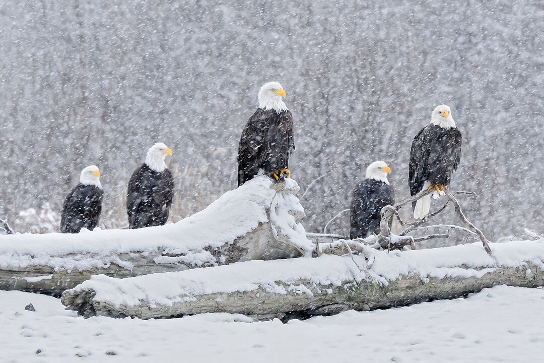 Five Bald eagles in a snowstorm