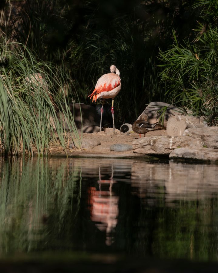 Reid Park Zoo, Tucson_Credit Enrique Noriega