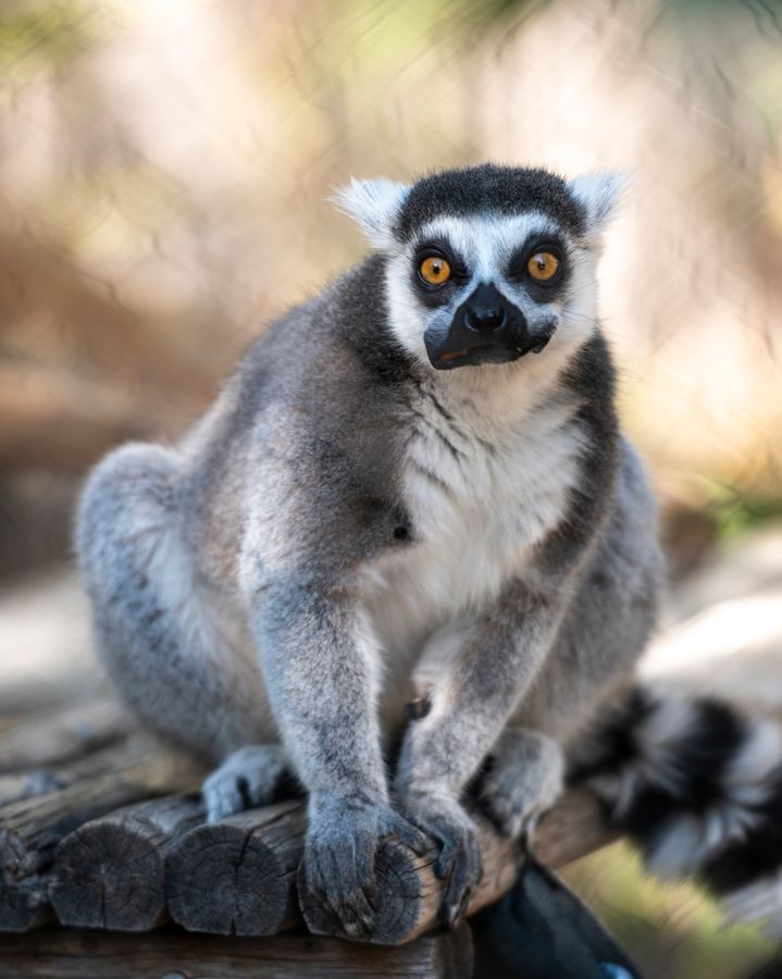 Reid Park Zoo, Tucson_credit Enrique Noriega