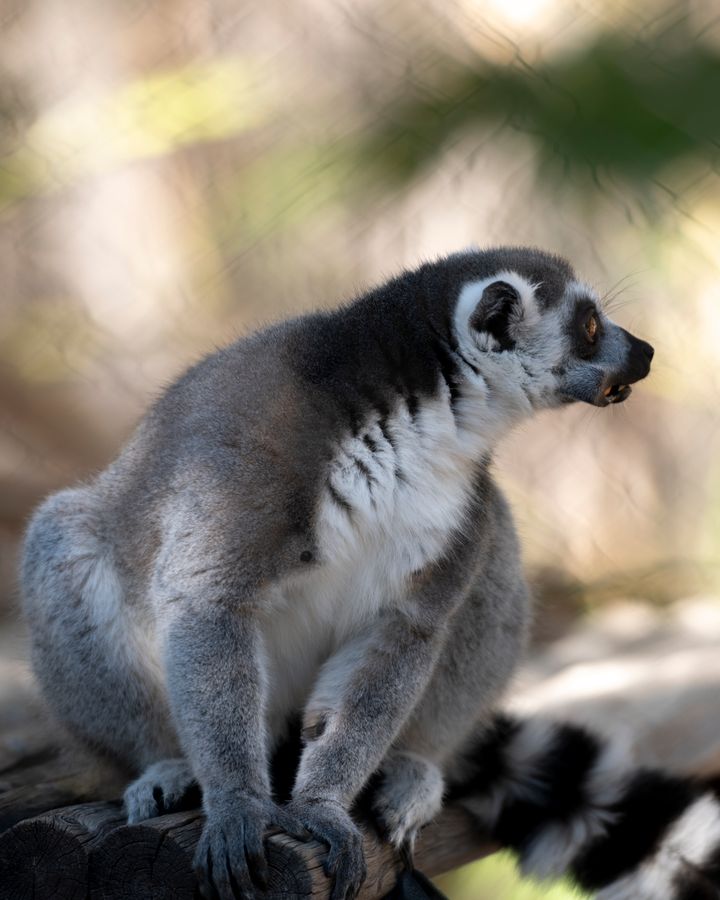 Reid Park Zoo, Tucson_credit Enrique Noriega