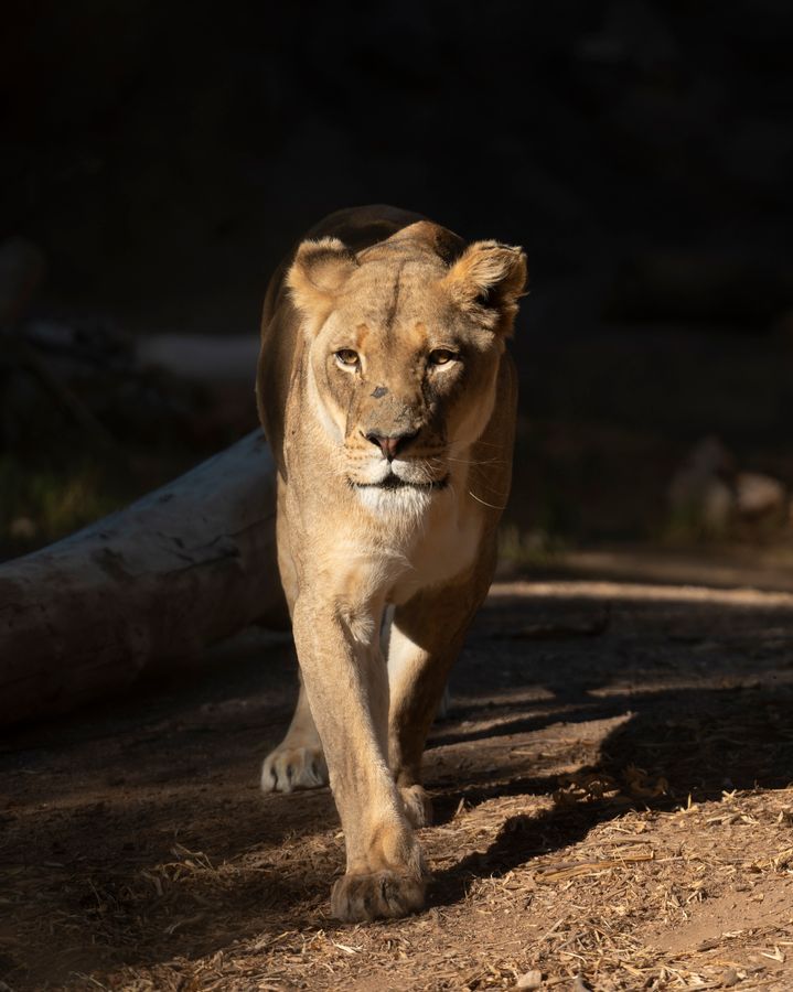 Reid Park Zoo, Tucson_credit Enrique Noriega