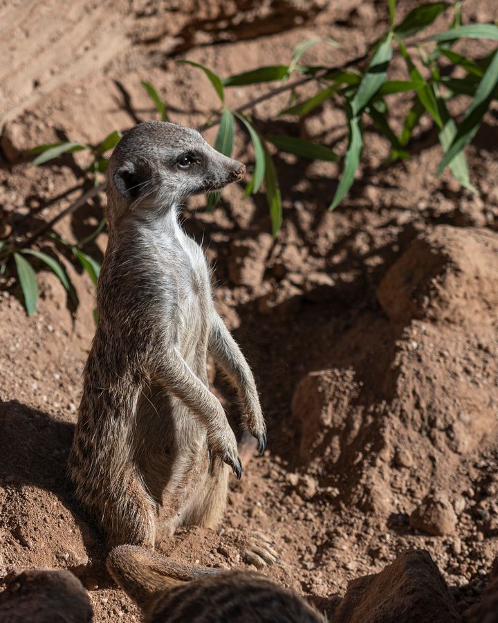 Reid Park Zoo, Tucson_credit Enrique Noriega