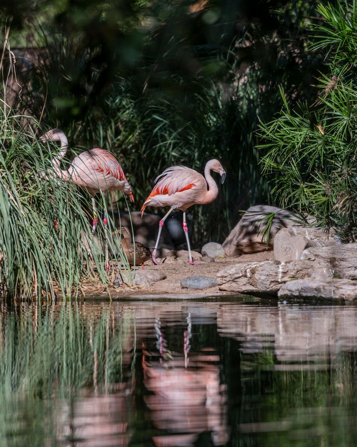 Reid Park Zoo, Tucson_Credit Enrique Noriega