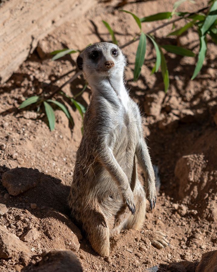 Reid Park Zoo, Tucson_credit Enrique Noriega