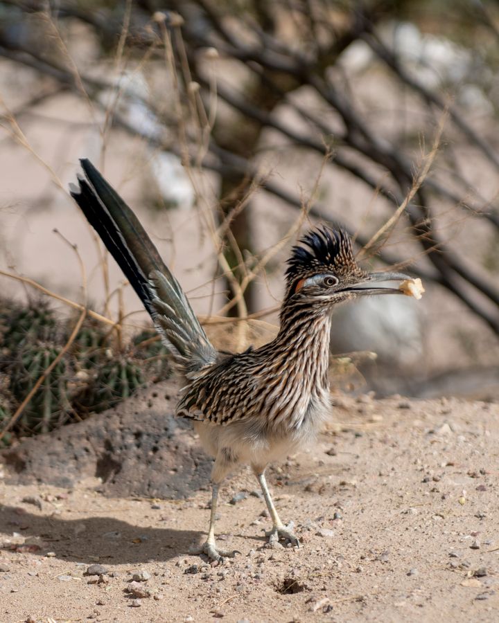 Reid Park Zoo, Tucson_credit Enrique Noriega