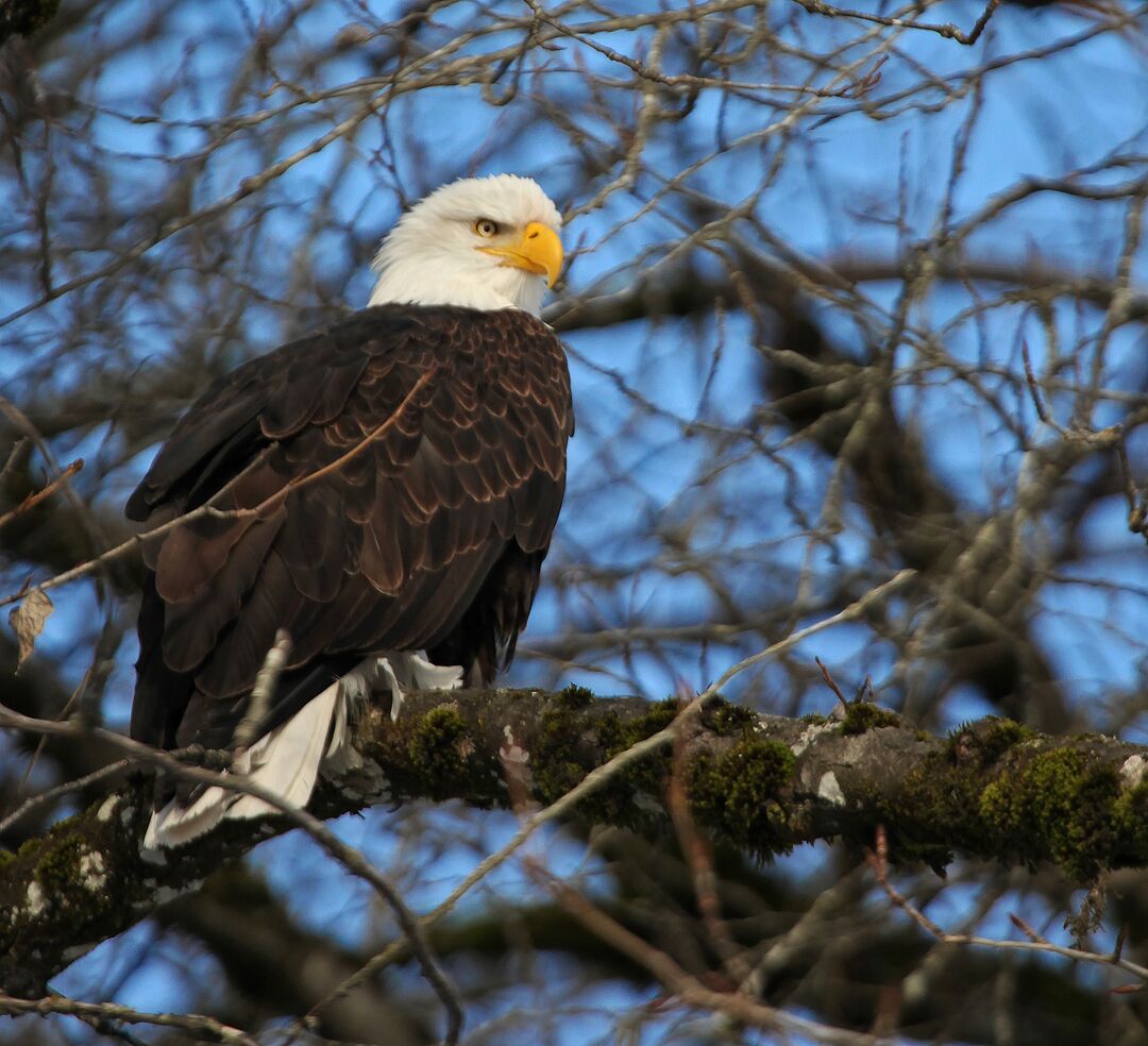 Eagle in tree - Mamquam River