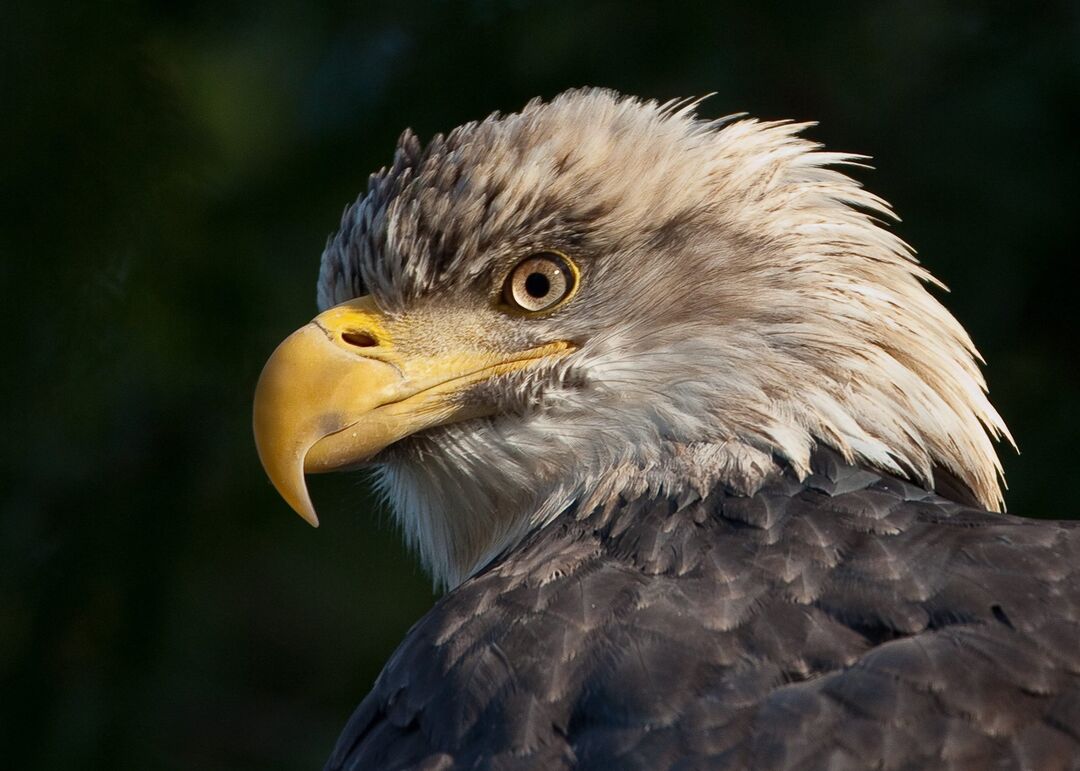 Eagle close up