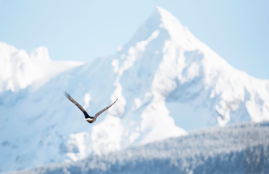 Eagle in winter