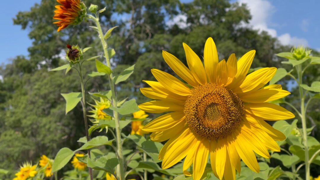 Sunflower Mazes