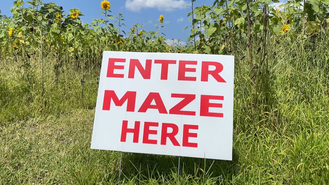 Sunflower maze sign