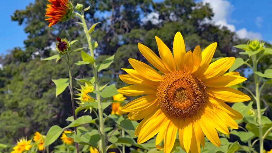 Sunflower Mazes