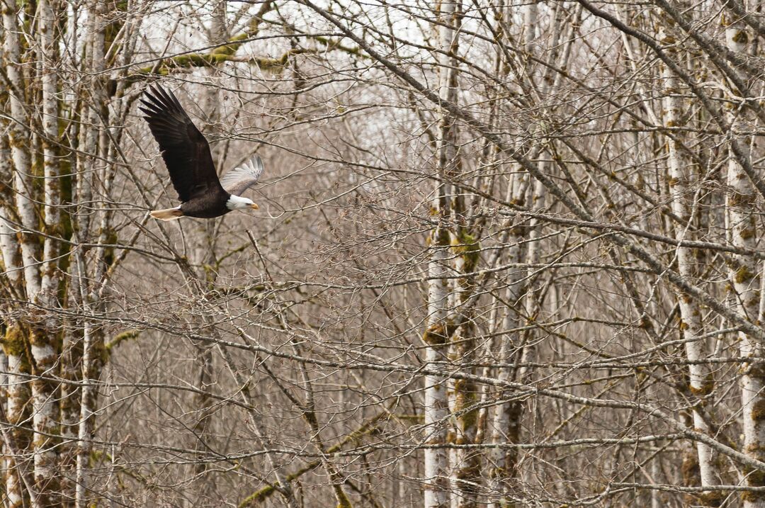 Eagle among trees