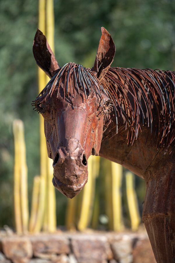 Tohono Chul, Tucson_ Credit Enrique Noriega