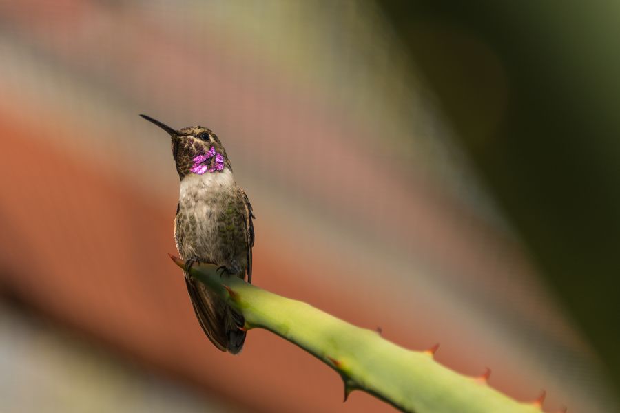 Arizona-Sonora Desert Museum, Tucson_credit Pedro J. Berruecos