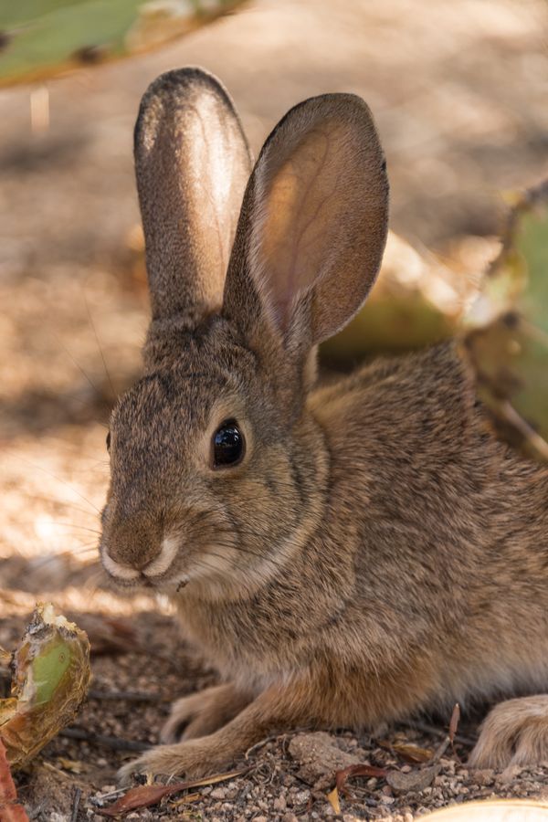 Arizona-Sonora Desert Museum, Tucson_credit Pedro J. Berruecos