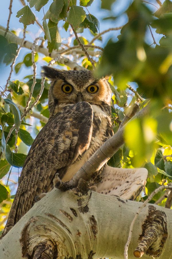 Arizona-Sonora Desert Museum, Tucson_credit Pedro J. Berruecos