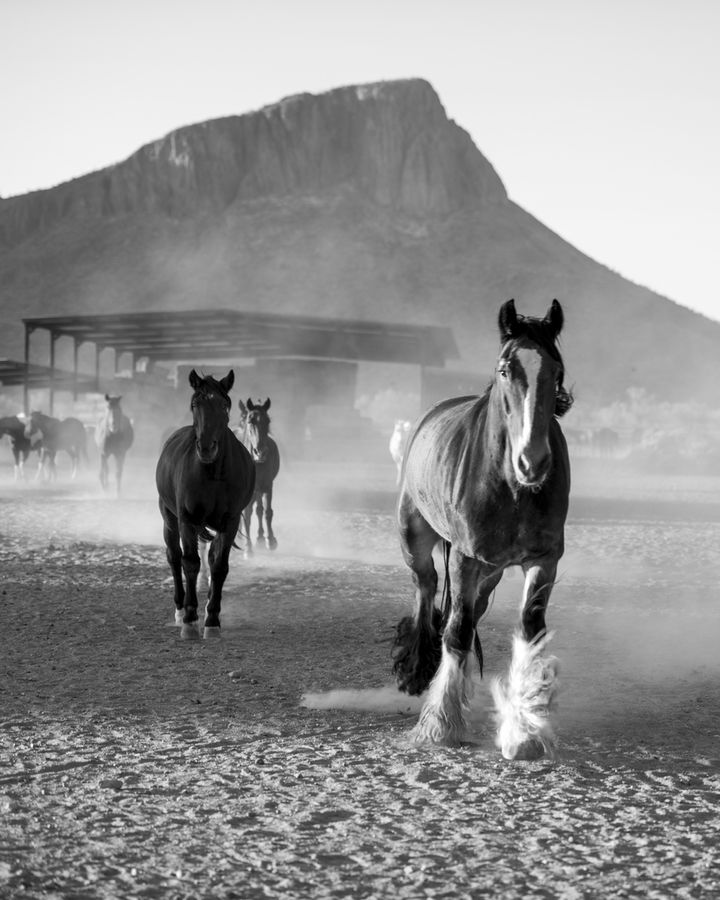 White Stallion Ranch, Tucson_credit Andrés Lobato