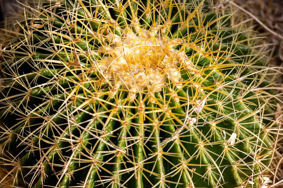Cactus, Tucson_credit Enrique Noriega