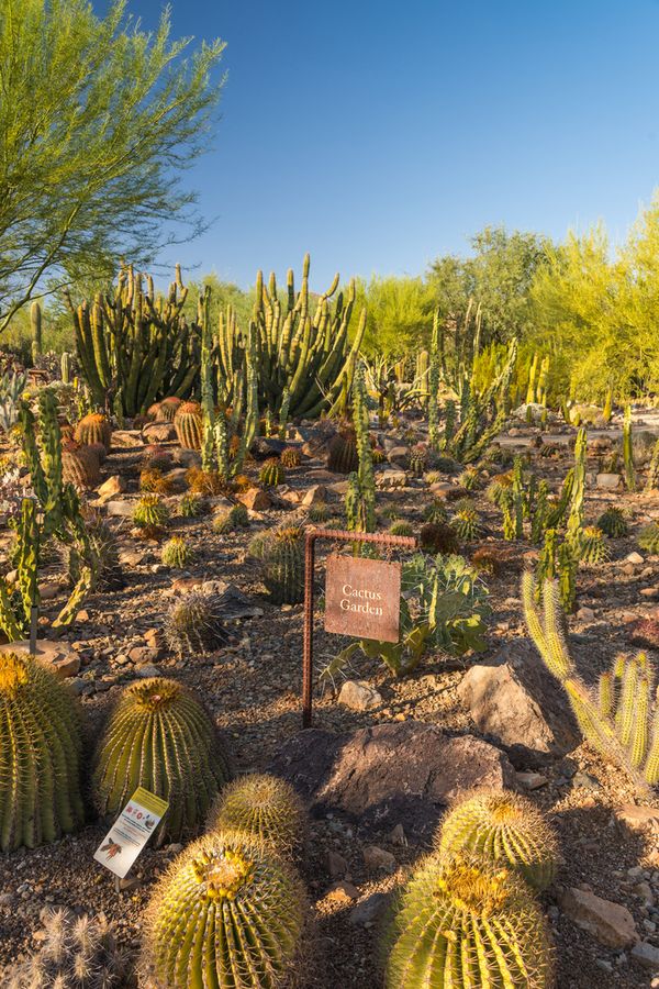 Arizona-Sonora Desert Museum, Tucson_credit Pedro J. Berruecos