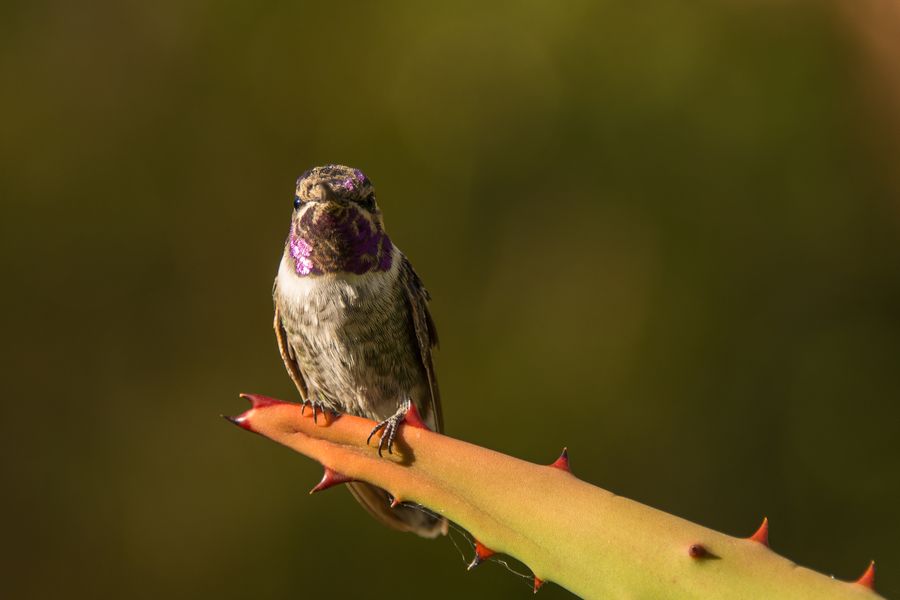 Arizona-Sonora Desert Museum, Tucson_credit Pedro J. Berruecos