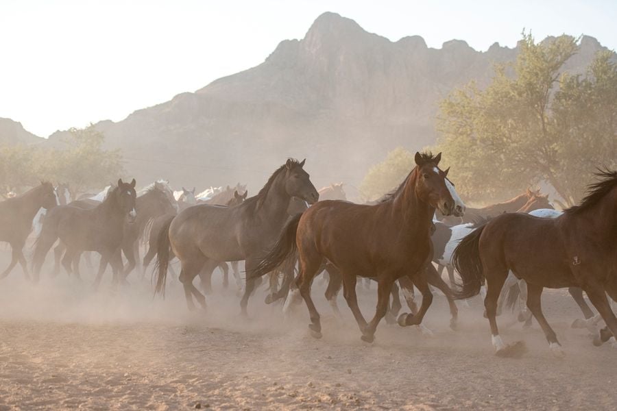 White Stallion Ranch, Tucson_credit Andrés Lobato