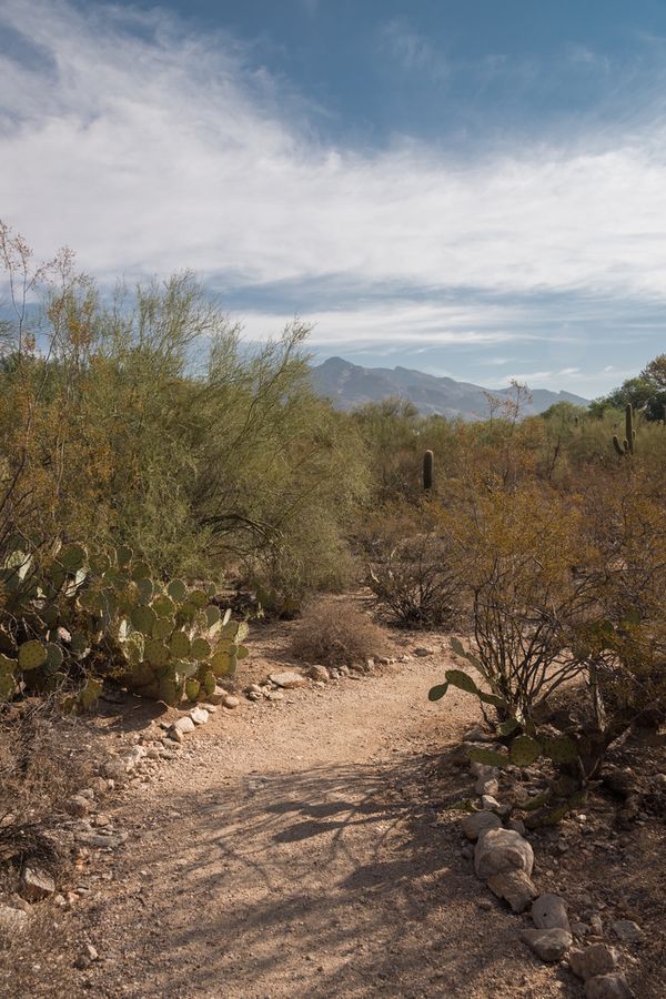 Arizona-Sonora Desert Museum, Tucson_credit Pedro J. Berruecos