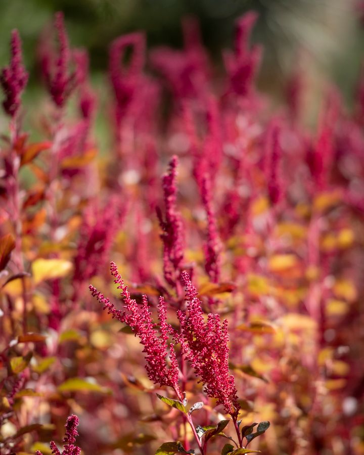 Tucson Botanical Gardens_credit Enrique Noriega