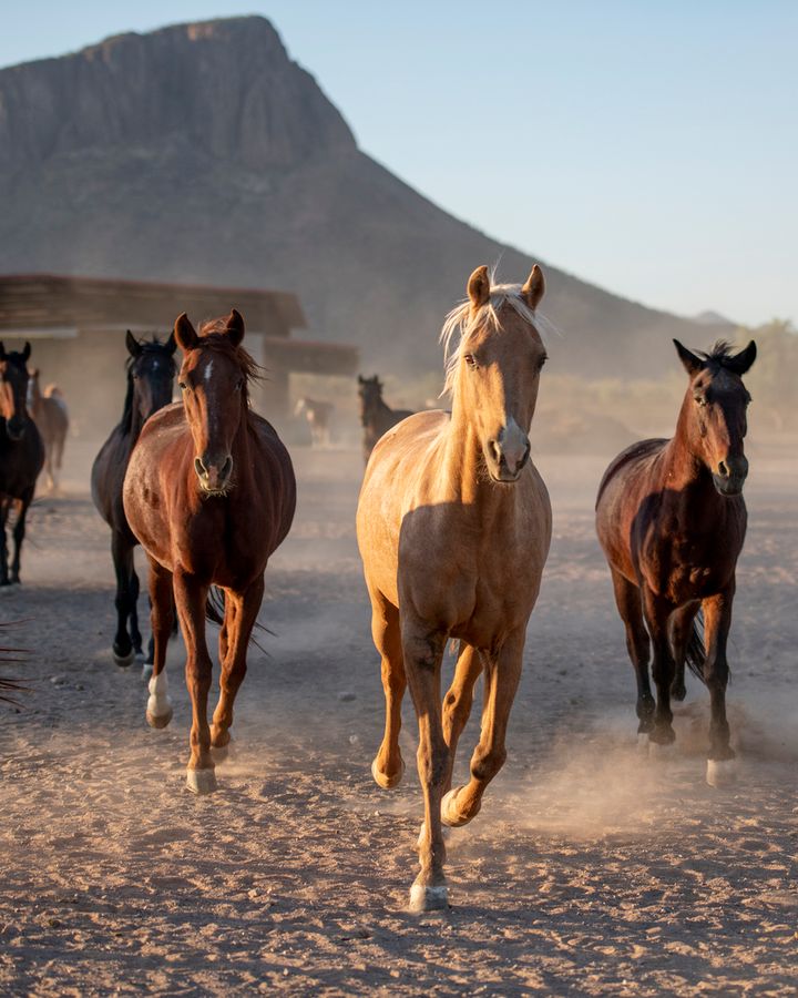 White Stallion Ranch, Tucson_credit Andrés Lobato