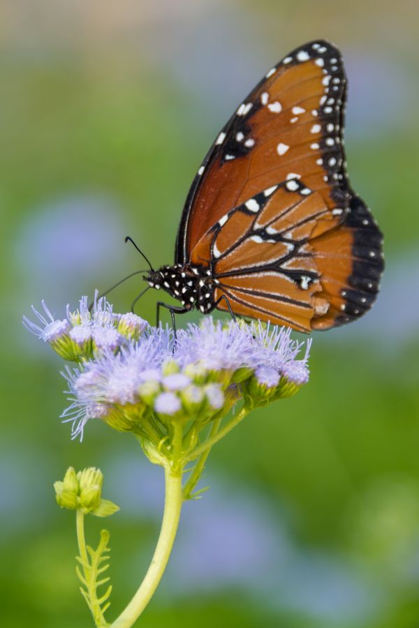 Arizona-Sonora Desert Museum, Tucson_credit Pedro J. Berruecos