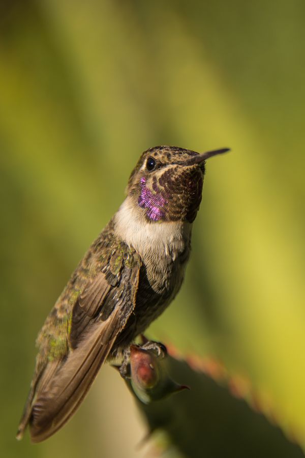 Arizona-Sonora Desert Museum, Tucson_credit Pedro J. Berruecos