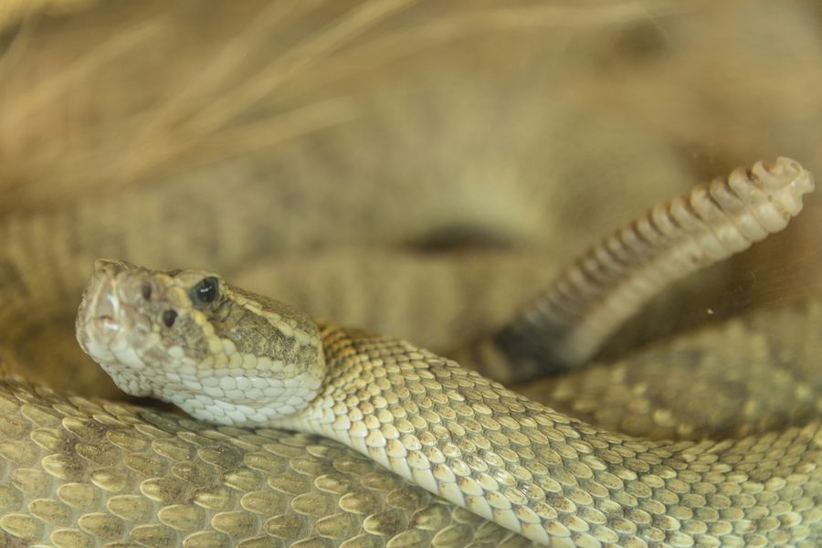 Arizona-Sonora Desert Museum, Tucson_credit Pedro J. Berruecos