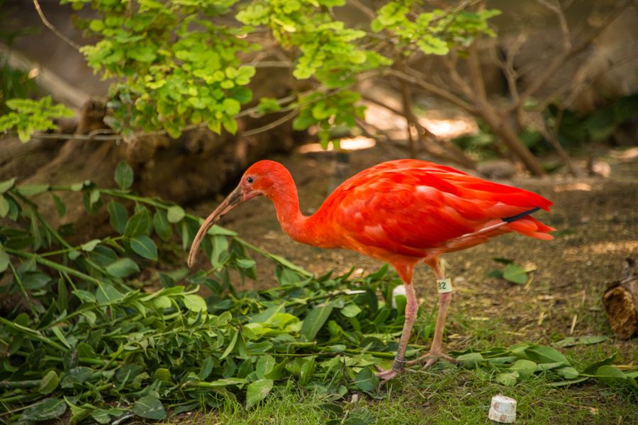 Reid Park Zoo, Tucson_ Credit Pedro J. Berruecos