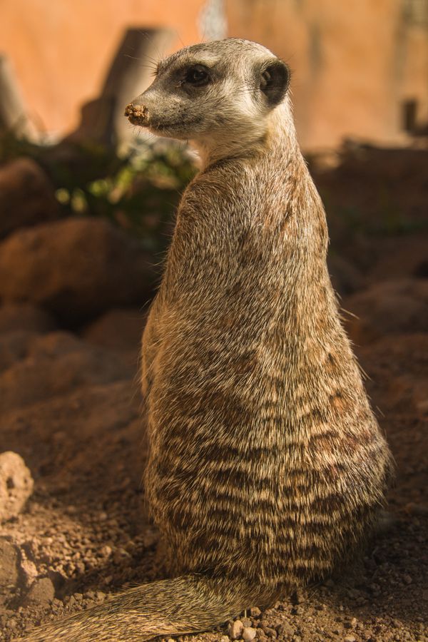 Reid Park Zoo, Tucson_credit Pedro J. Berruecos