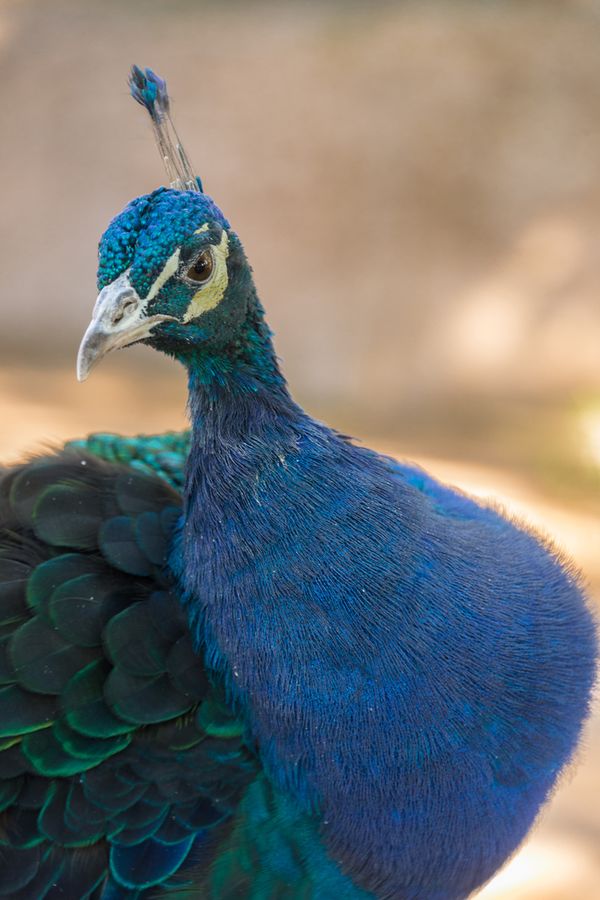 Reid Park Zoo, Tucson_credit Pedro J. Berruecos