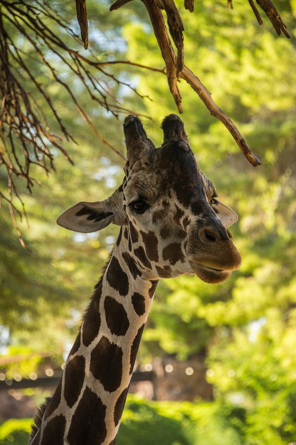 Reid Park Zoo, Tucson_credit Pedro J. Berruecos