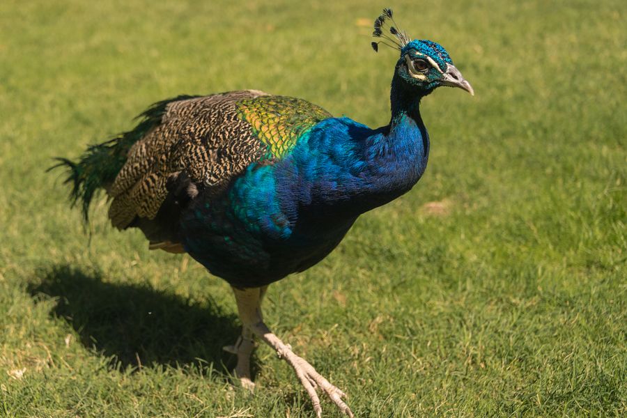 Reid Park Zoo, Tucson_credit Pedro J. Berruecos