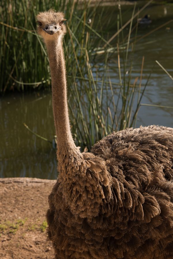 Reid Park Zoo, Tucson_credit Pedro J. Berruecos